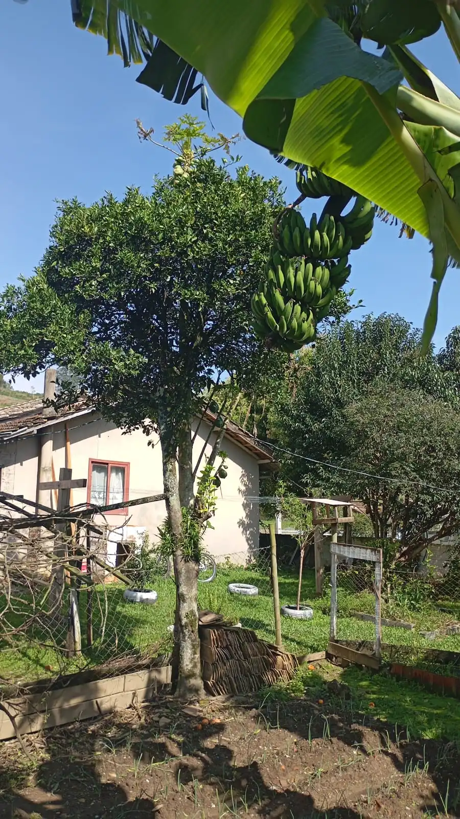 Pomar e jardim da propriedade no Centro de Presidente Nereu/SC