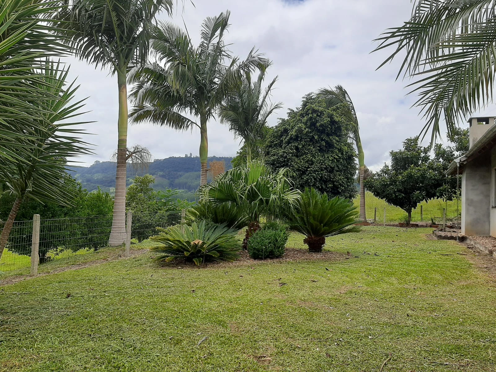 Paisagismo e palmeiras junto à casa